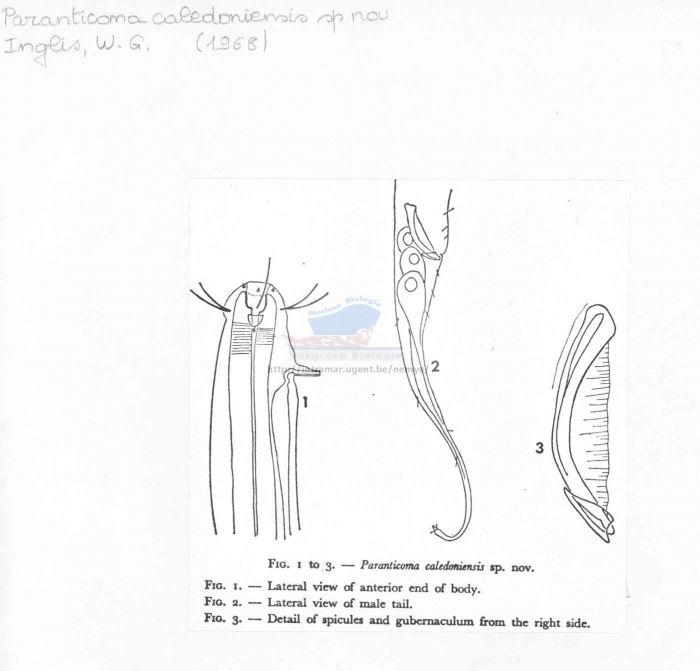 Paranticoma caledoniensis