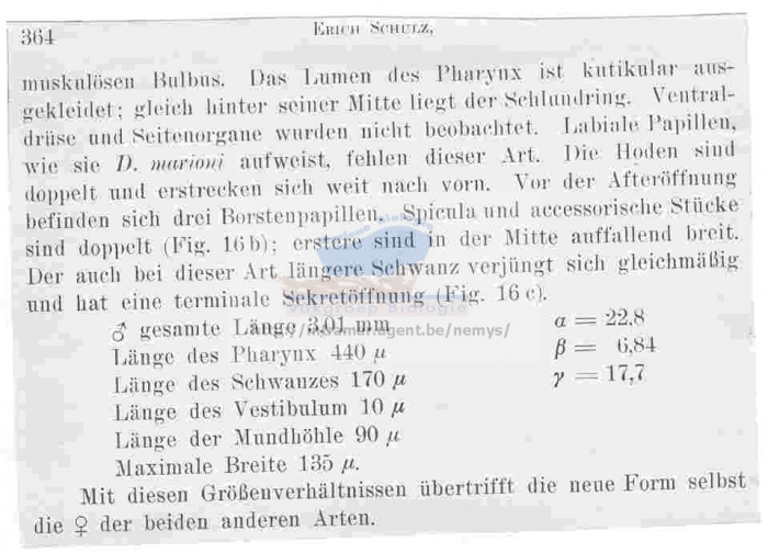 Dolicholaimus marioni