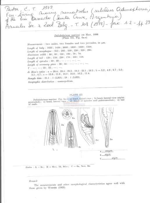 Dolicholaimus marioni