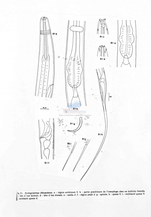 Syringolaimus filicaudatus