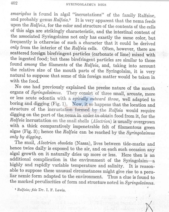 Syringolaimus smarigdus