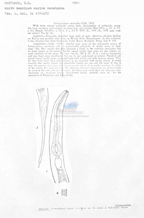 Syringolaimus smarigdus