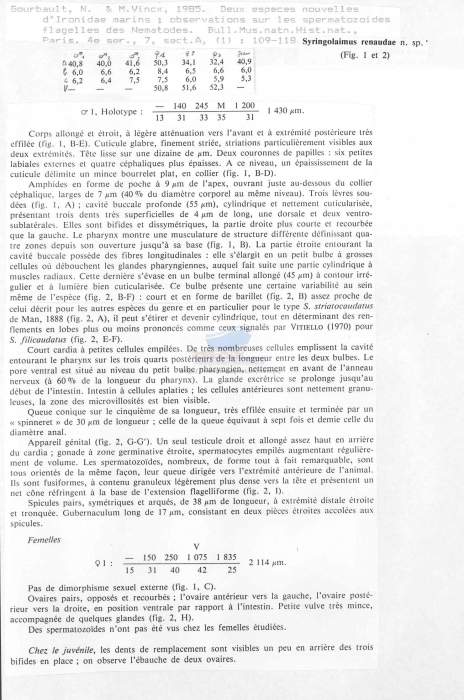 Syringolaimus renaudae