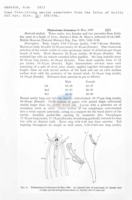 Thalassironus britannicus