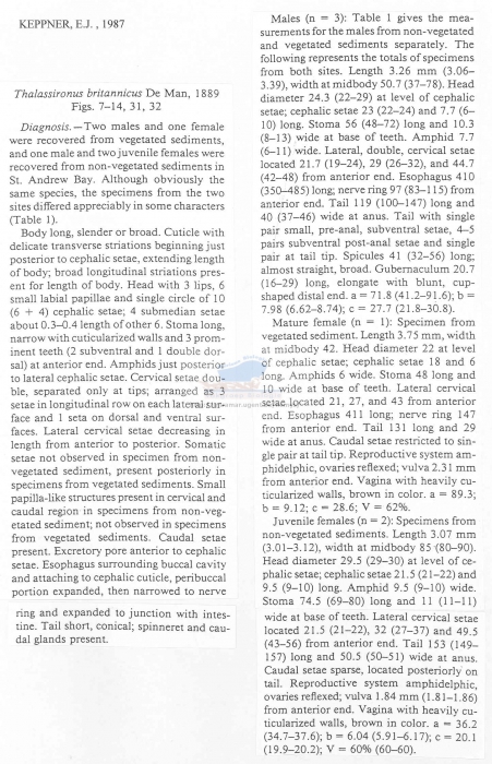 Thalassironus britannicus