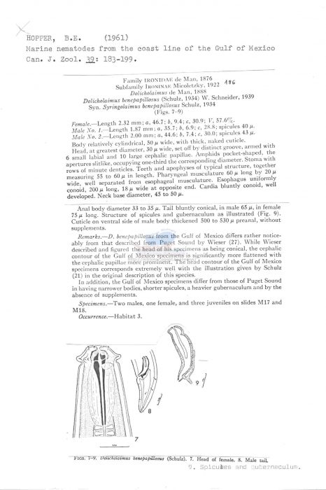 Trissonchulus benepapillosus