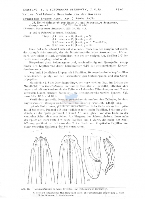 Trissonchulus obtusus