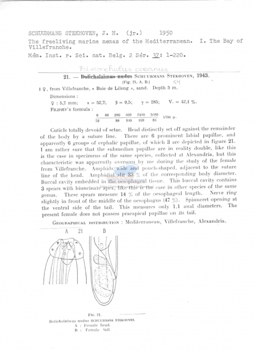 Trissonchulus oceanus