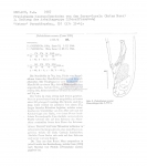 Trissonchulus oceanus