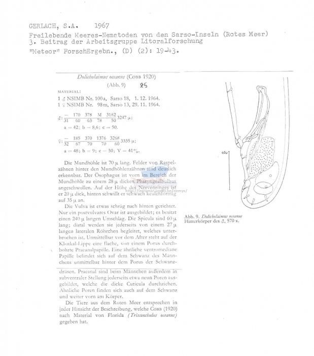 Trissonchulus oceanus