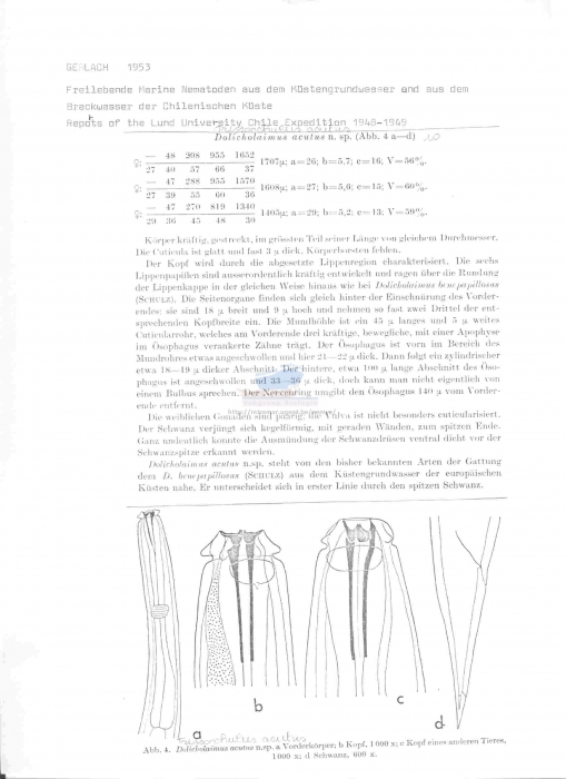 Trissonchulus acutus