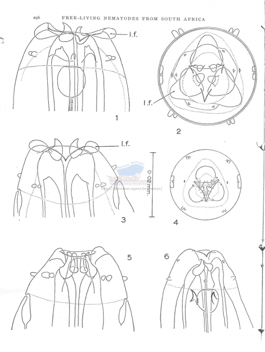 Trissonchulus janetae