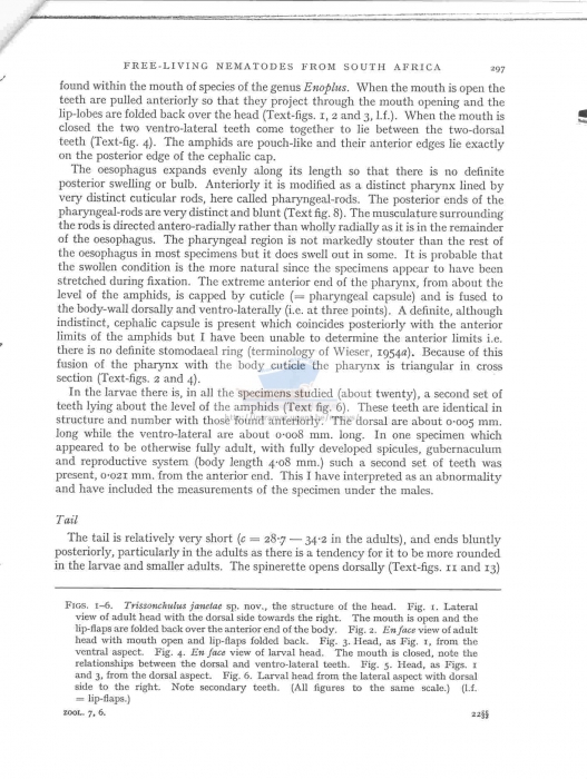 Trissonchulus janetae