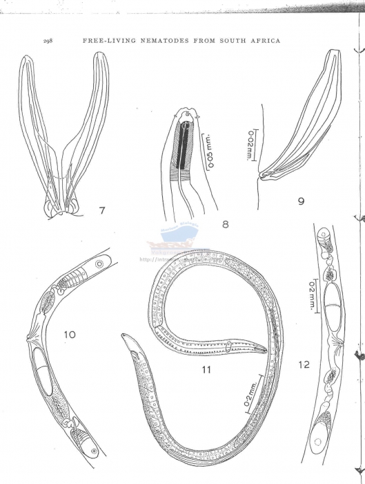 Trissonchulus janetae