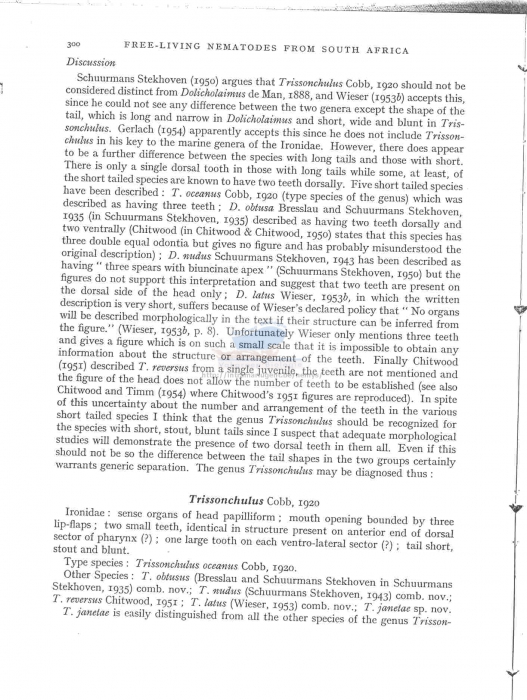 Trissonchulus janetae