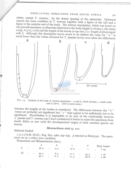 Trissonchulus janetae