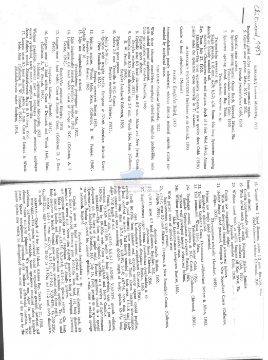 Trissonchulus reversus