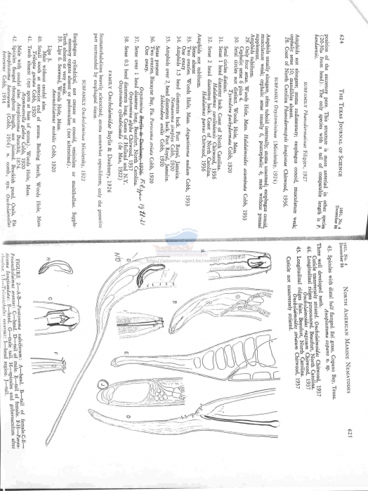 Trissonchulus reversus