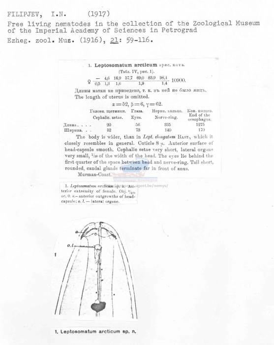Leptosomatum arcticum