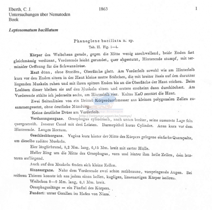 Leptosomatum bacillatum