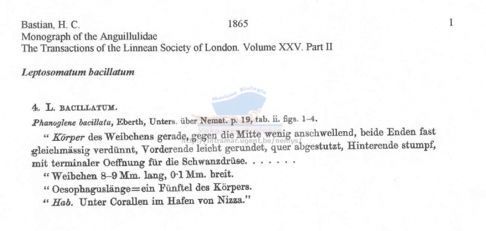 Leptosomatum bacillatum