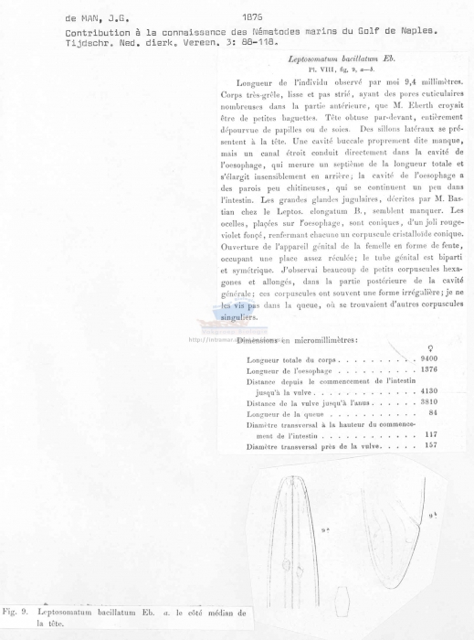 Leptosomatum bacillatum