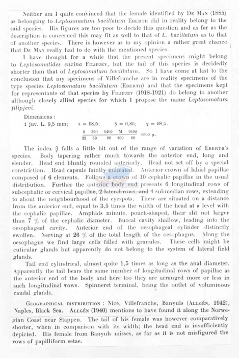 Leptosomatum bacillatum