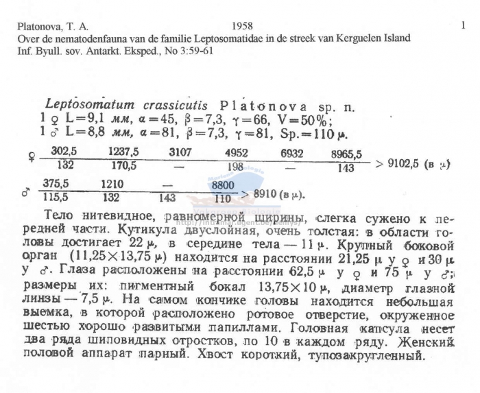 Leptosomatum crassicutis