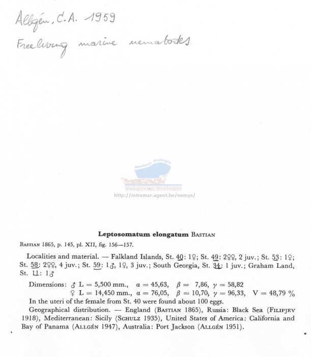 Leptosomatum elongatum