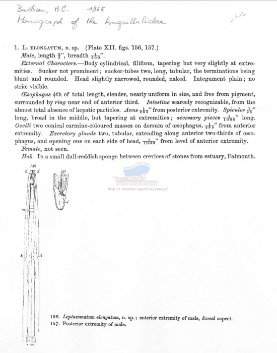 Leptosomatum elongatum