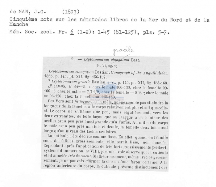 Leptosomatum gracile