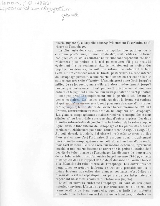 Leptosomatum gracile