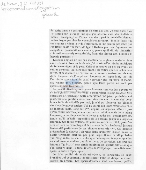 Leptosomatum gracile