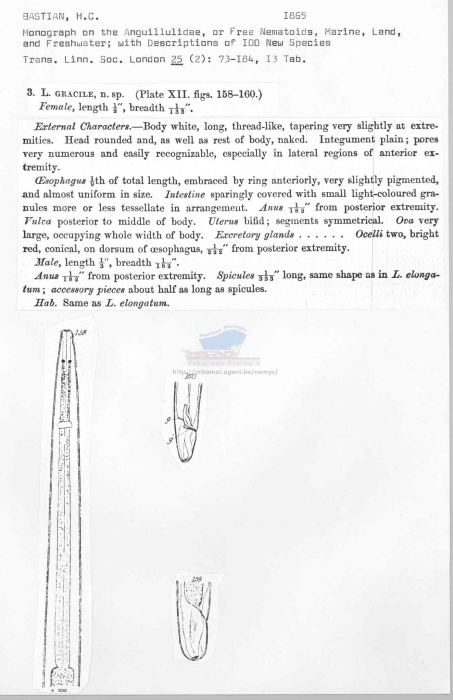Leptosomatum gracile