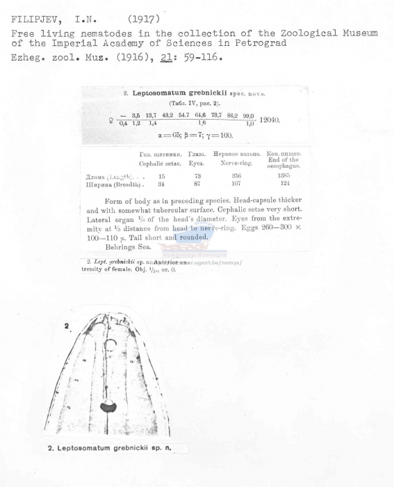 Leptosomatum grebnickii