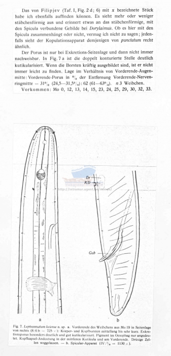 Leptosomatum keiense