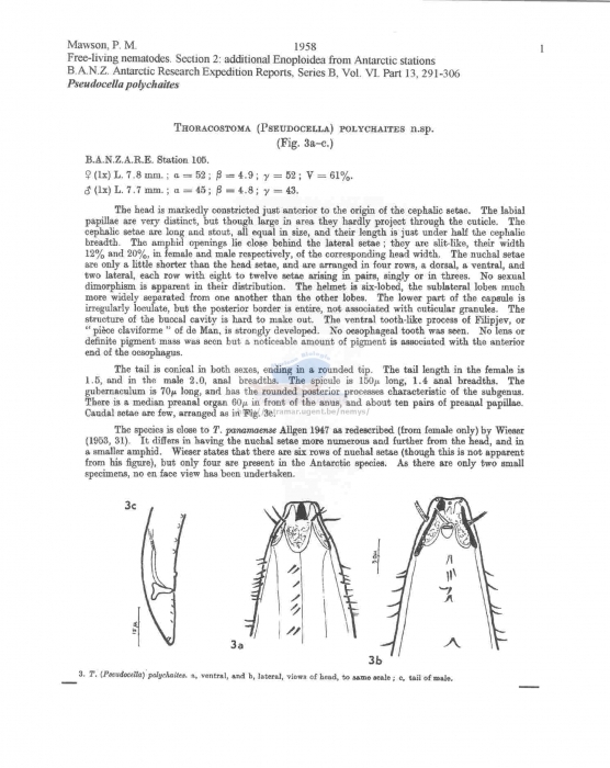 Pseudocella polychaites
