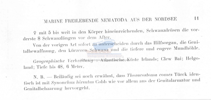 Synonchus longisetosus