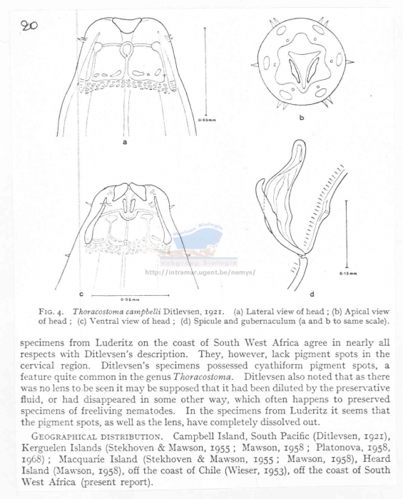Thoracostoma campbelli