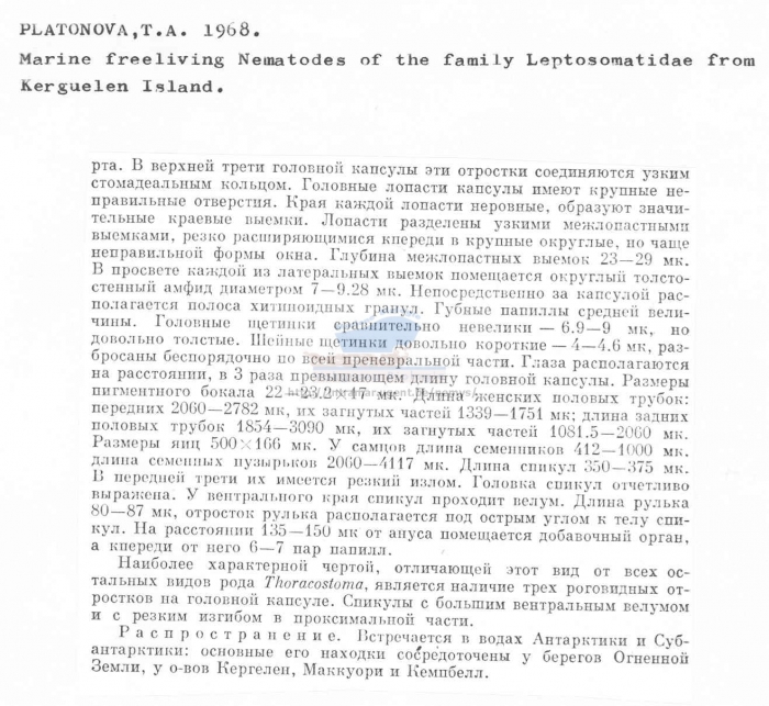 Thoracostoma campbelli