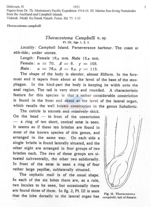 Thoracostoma campbelli