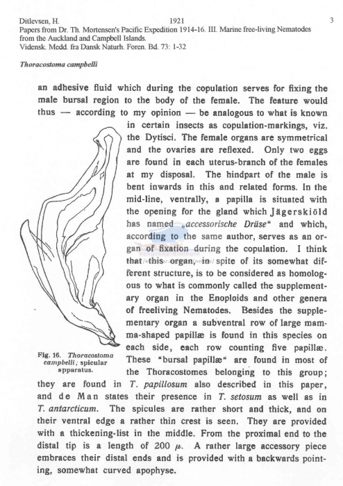 Thoracostoma campbelli