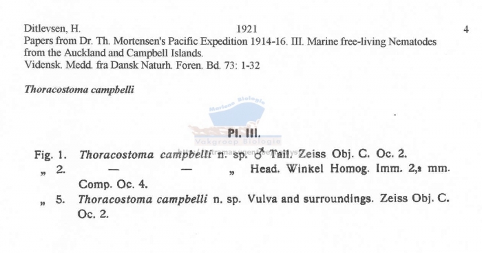 Thoracostoma campbelli