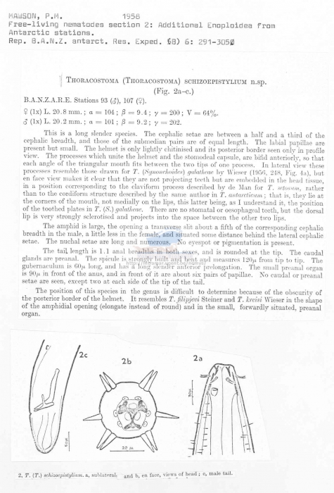 Thoracostoma schizoepistylium