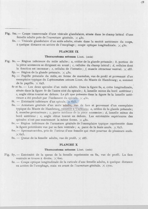 Thoracostoma setosum