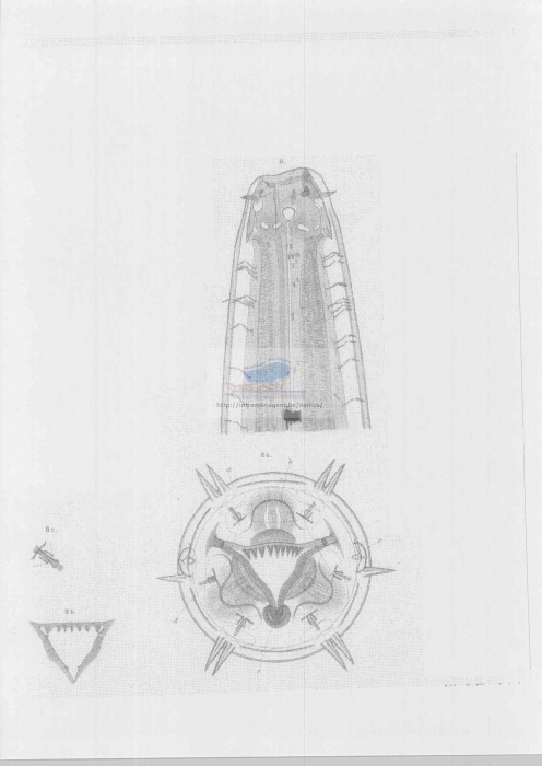 Thoracostoma setosum