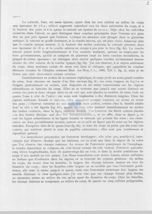 Thoracostoma setosum