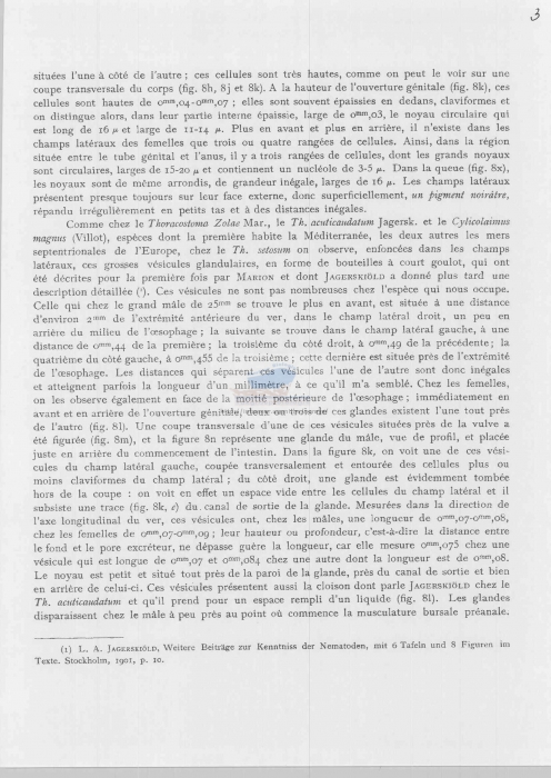 Thoracostoma setosum