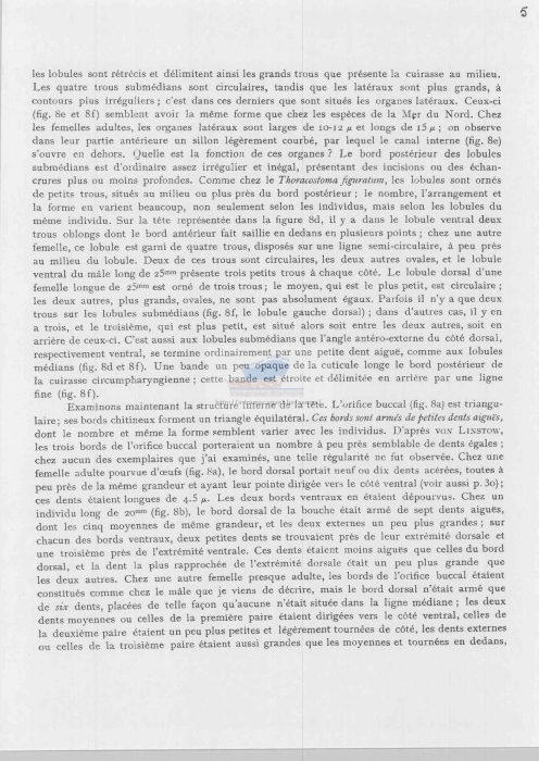 Thoracostoma setosum