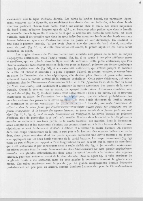 Thoracostoma setosum